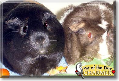 Charmer, the Pet of the Day