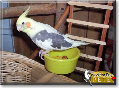 Pete, the Pet of the Day Pete, the Pet of the Day