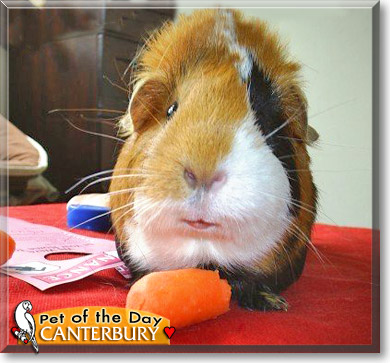 Canterbury, the Pet of the Day Canterbury, the Pet of the Day