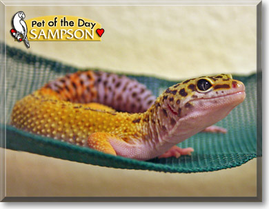 Sampson, the Pet of the Day