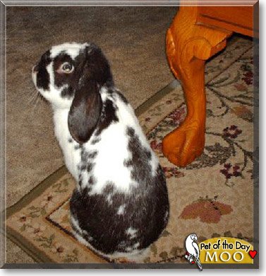 Moo, the Pet of the Day