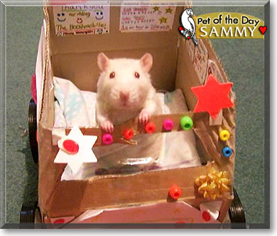 Sammy, the Pet of the Day Sammy, the Pet of the Day