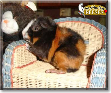 Reeses, the Pet of the Day Reeses, the Pet of the Day