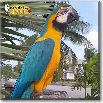 Jake, the Pet of the Day Jake, the Pet of the Day