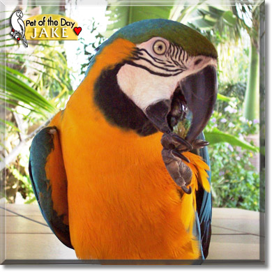 Jake, the Pet of the Day