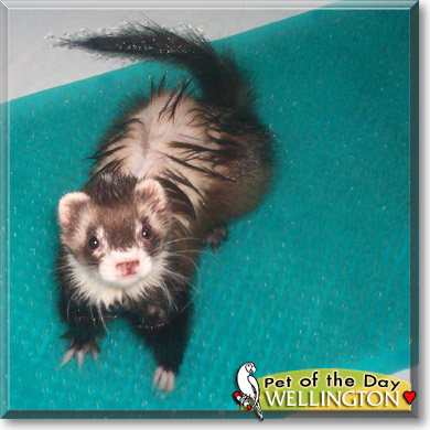 Wellington, the Pet of the Day Wellington, the Pet of the Day