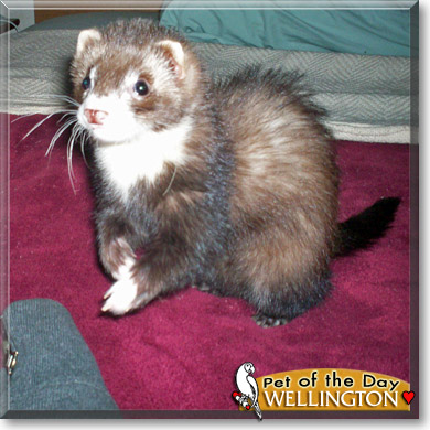 Wellington, the Pet of the Day