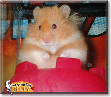 Jelly, the Pet of the Day
