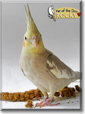 Rocky, the Pet of the Day Rocky, the Pet of the Day