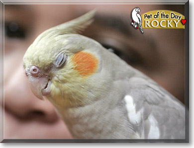 Rocky, the Pet of the Day