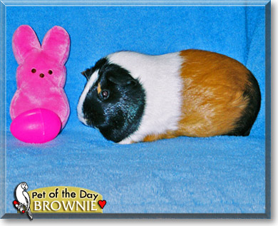 Brownie, the Pet of the Day