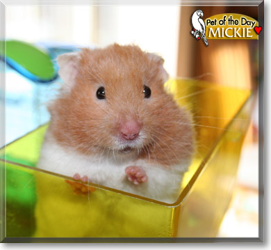 Mickie, the Pet of the Day Mickie, the Pet of the Day