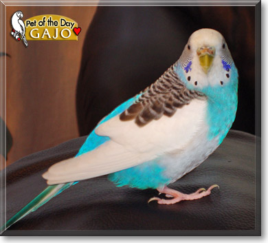 Gajo, the Pet of the Day Gajo, the Pet of the Day