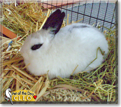 Cleo, the Pet of the Day