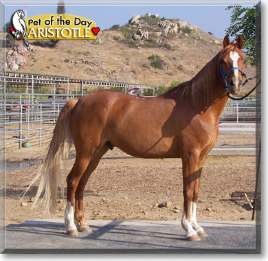 Aristotle, the Pet of the Day Aristotle, the Pet of the Day