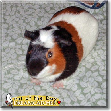 Dreamcatcher, the Pet of the Day Dreamcatcher, the Pet of the Day