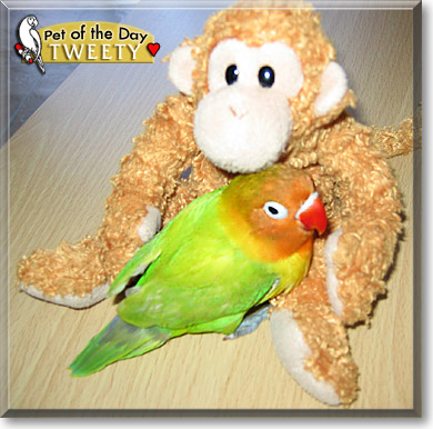 Tweety, the Pet of the Day