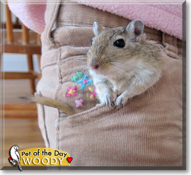 Woody, the Pet of the Day Woody, the Pet of the Day