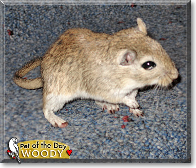 Woody, the Pet of the Day