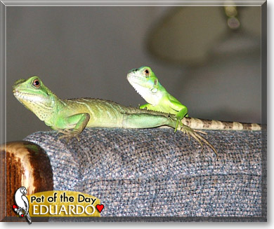 Eduardo, the Pet of the Day Eduardo, the Pet of the Day