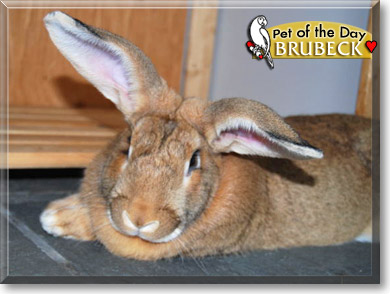 Brubeck, the Pet of the Day Brubeck, the Pet of the Day