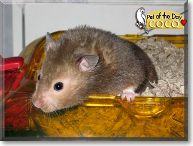 Coco, the Pet of the Day Coco, the Pet of the Day