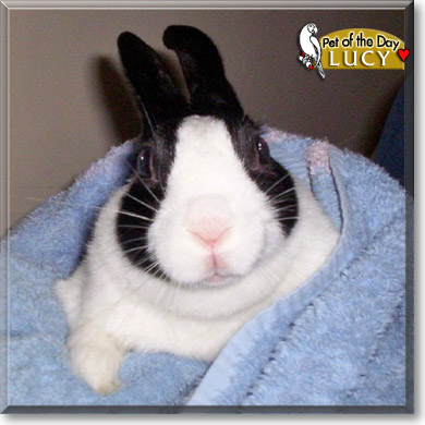 Lucy, the Pet of the Day Lucy, the Pet of the Day
