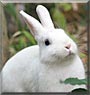Snowflake the Dwarf Rabbit