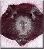Charmer the Guinea Pig