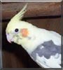 Pete the Cockatiel