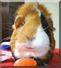 Canterbury the Guinea Pig
