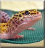Sampson the Hypo Leopard Gecko
