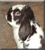 Moo the Lop Eared Rabbit