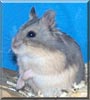 Kisses the Fancy Dwarf Hamster