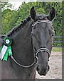 Comet the Percheron, Morgan