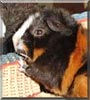 Reeses the Abyssinian guinea pig