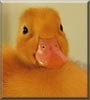 Tuwee Lou the Pekin Duck