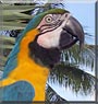 Jake the Blue and Gold Macaw