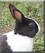 Dutchess the Dutch Rabbit