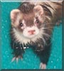 Wellington the Ferret