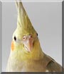 Rocky the Cockatiel