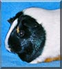 Brownie the Guinea Pig