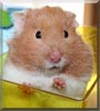 Mickie the Teddy Bear Hamster