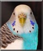 Gajo the Budgie