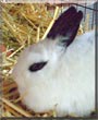 Cleo the Dwarf Rabbit