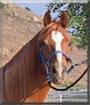 Aristotle the Arabian