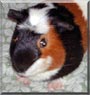 Dreamcatcher the Guinea Pig