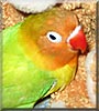Tweety the Lovebird