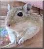 Woody the Gerbil