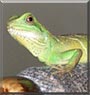 Eduardo the Green Iguana